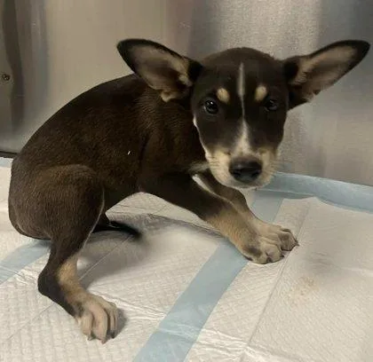 A baby small-sized male Shepherd dog named Gale for adoption in Fresno, CA
