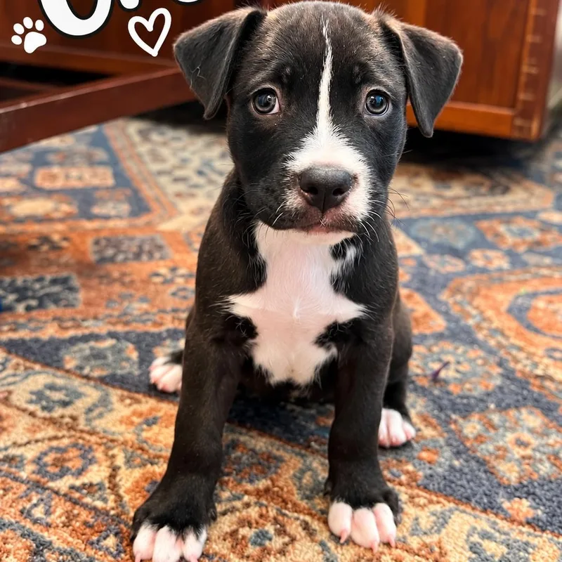 A baby medium-sized female White / Cream Pit Bull Terrier dog named Oreo for adoption in Houston, TX