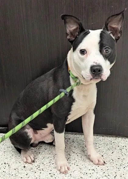 A young medium-sized male Mixed Breed dog named Jimmy James for adoption in Atlanta, GA