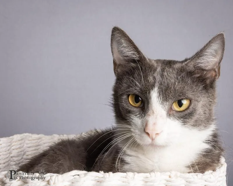 An adult medium-sized female Gray & White Domestic Short Hair cat named Willow for adoption in Maryville, TN