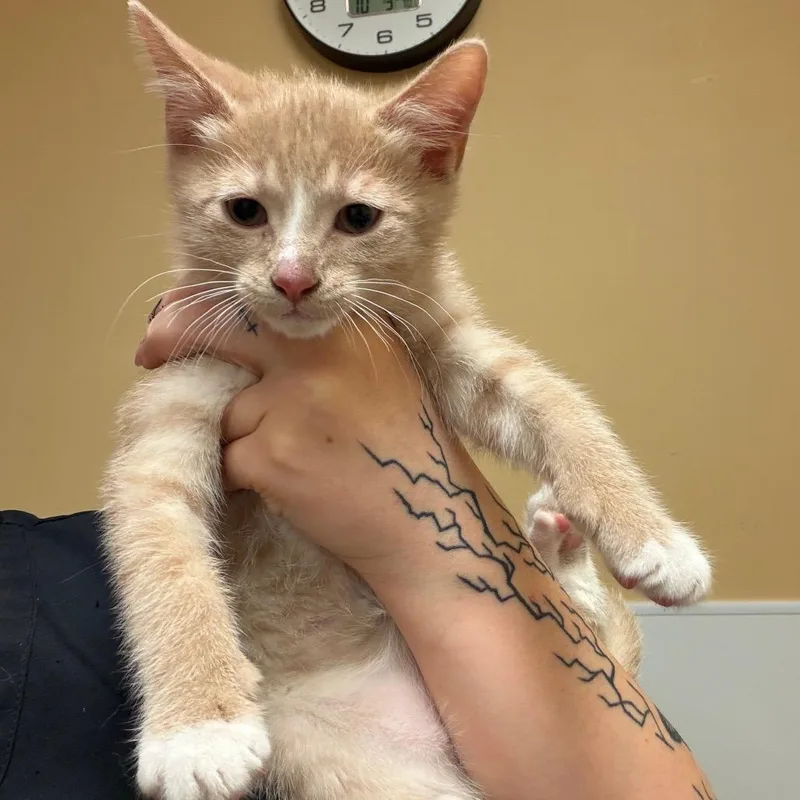 A baby small-sized male Orange / Red Domestic Short Hair cat named FWT Cheeto for adoption in Midland, TX
