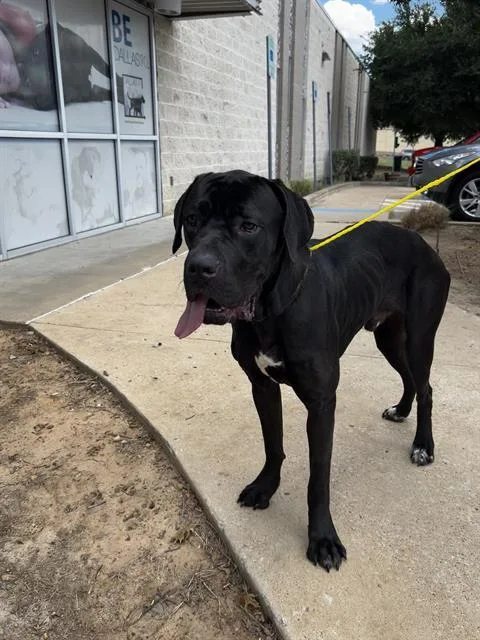 A young extra large-sized male Mixed Breed dog named Vader for adoption in Dallas, TX