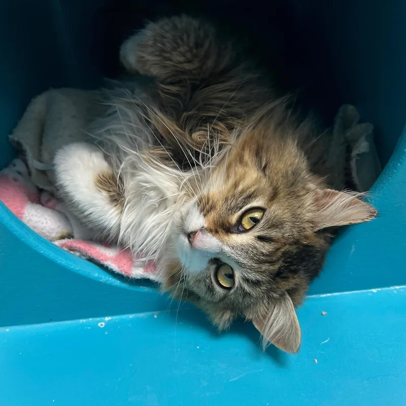 Jellyfish thumbnail 2