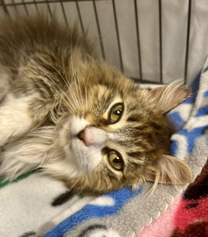 Jellyfish thumbnail 3