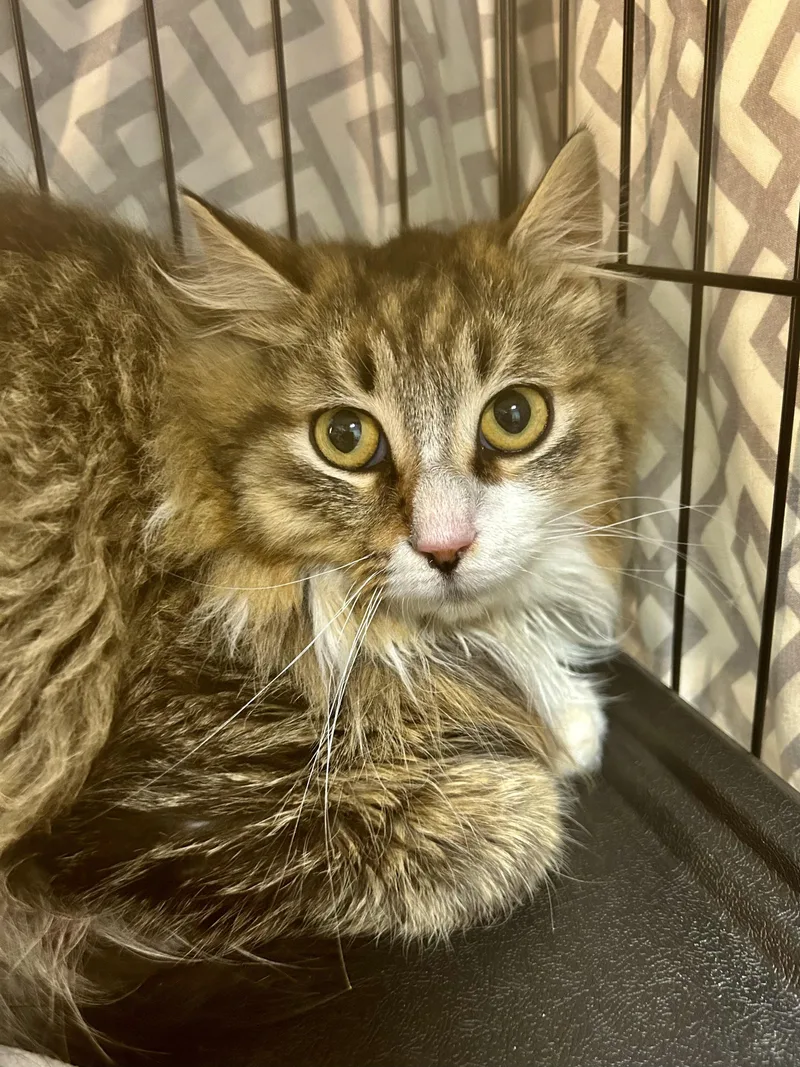 Jellyfish thumbnail 5