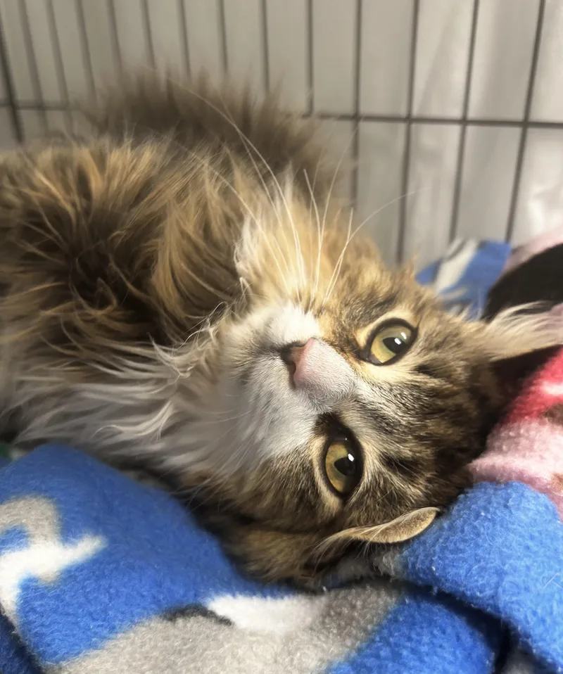 Jellyfish thumbnail 6