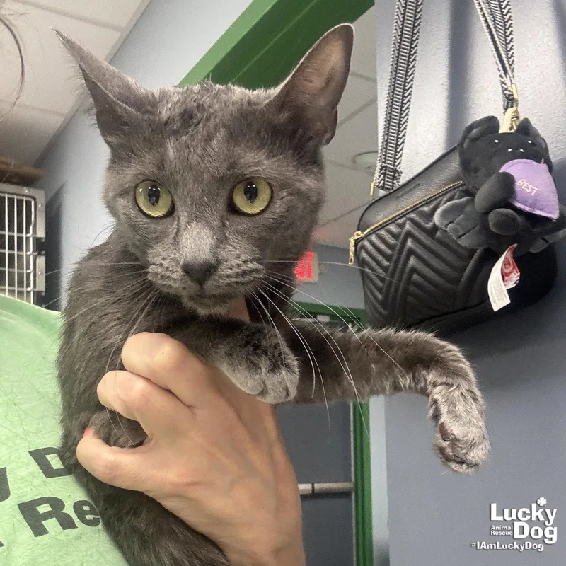 An adult medium-sized female Gray / Blue / Silver Domestic Short Hair cat named Lilly for adoption in Washington, DC