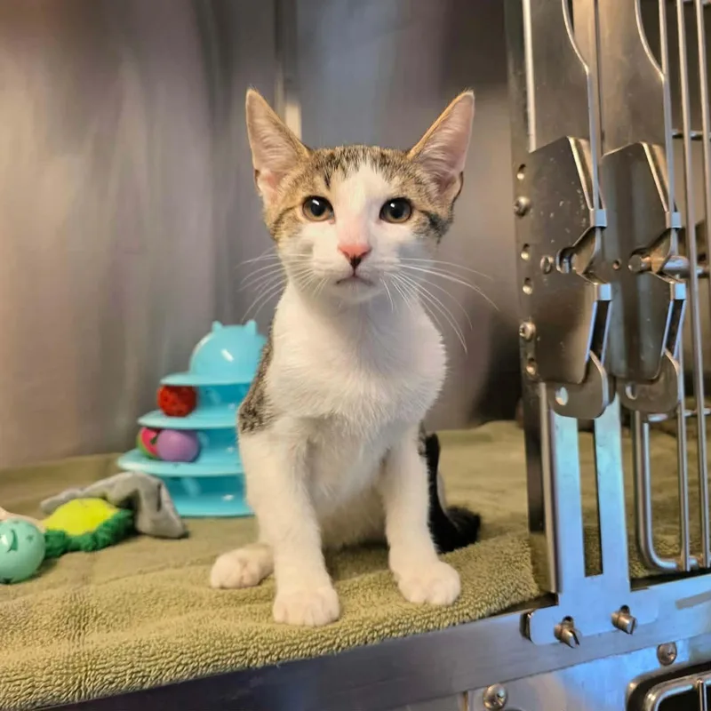 A baby medium-sized male Tabby (Buff / Tan / Fawn) Domestic Short Hair cat named AdRock for adoption in Umatilla, FL