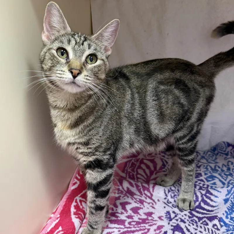 A young medium-sized female Torbie Domestic Short Hair cat named Charm for adoption in Cooperstown, NY