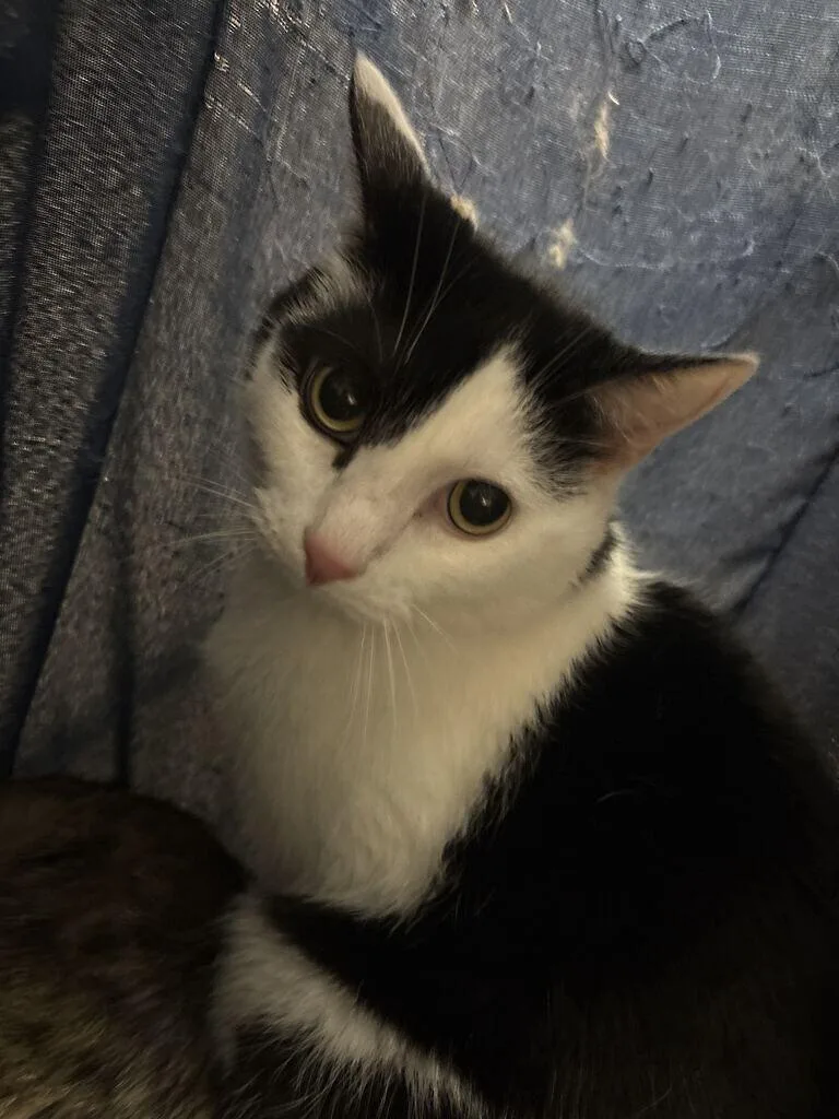 An adult medium-sized male Black Domestic Short Hair cat named Cookie for adoption in Cincinnati, OH