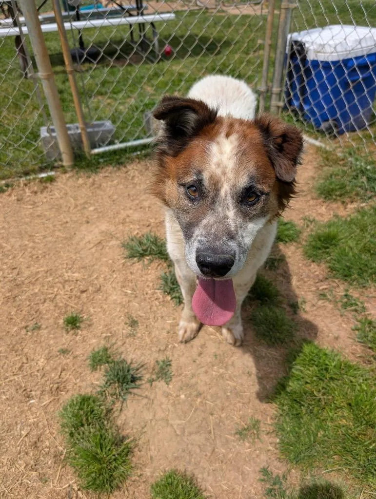 An adult large-sized male Shepherd dog named Paw for adoption in Blountville, TN