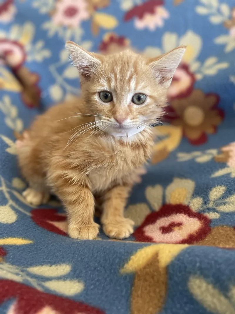 A baby small-sized female Tabby (Orange / Red) Domestic Short Hair cat named Tangerine for adoption in Greenback, TN
