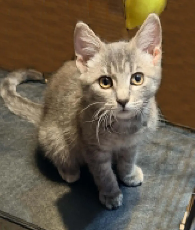 A baby small-sized female Gray / Blue / Silver Domestic Short Hair cat named Leeloo Ewadar for adoption in Chandler, AZ