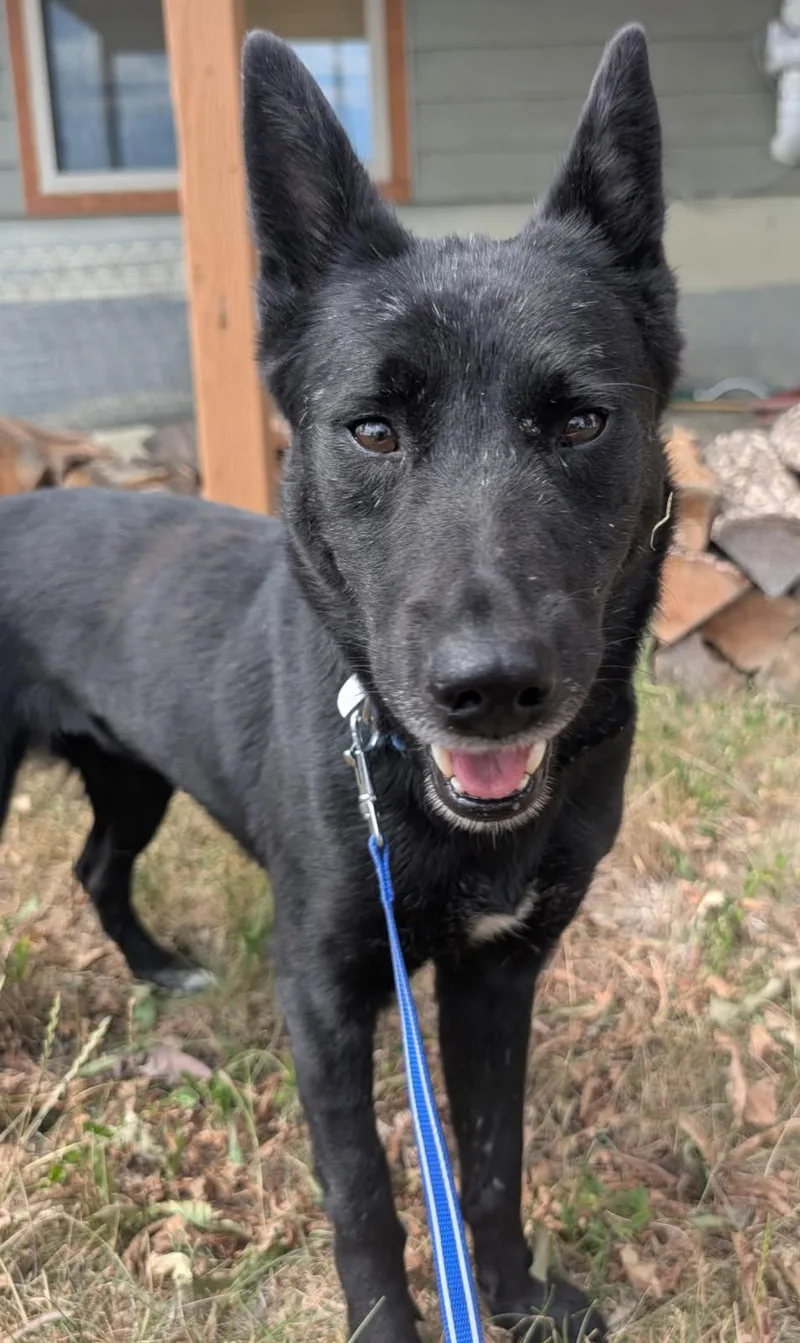 An adult medium-sized female Black Australian Kelpie dog named Lolli for adoption in Billings, MT