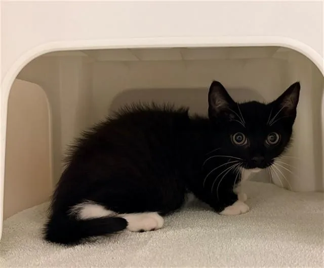 A baby small-sized male Domestic Short Hair cat named Grimshaw for adoption in Statesville, NC