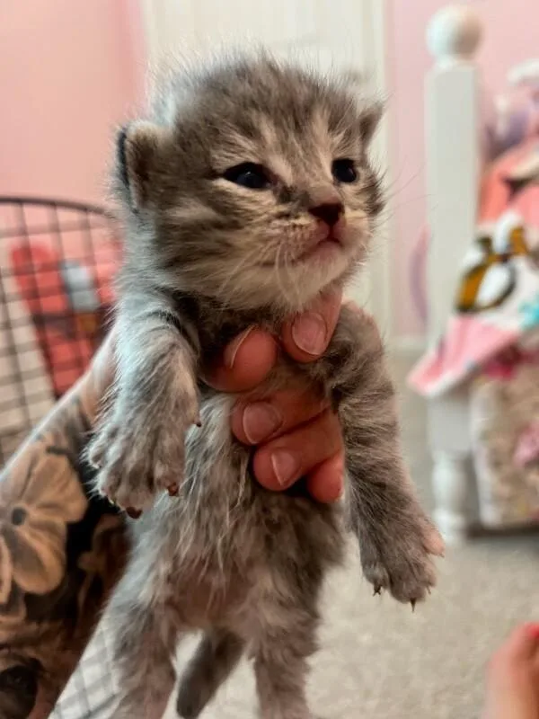 Pepper thumbnail 2