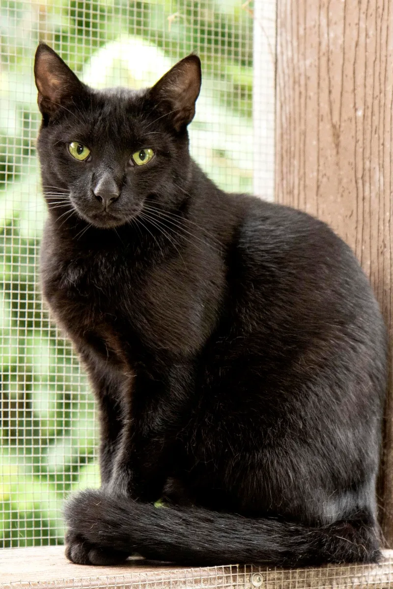 An adult medium-sized male Black Domestic Short Hair cat named Alfie for adoption in Cashiers, NC