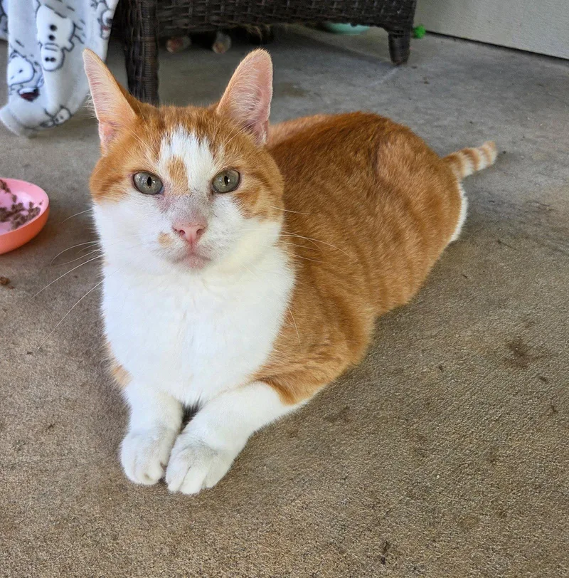 An adult medium-sized male Tabby cat named Jordan for adoption in Magnolia Springs, AL