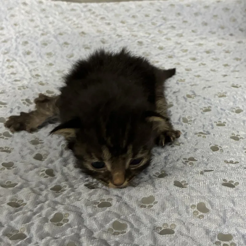 A baby small-sized male Domestic Medium Hair cat named Murphy for adoption in Canton, IL