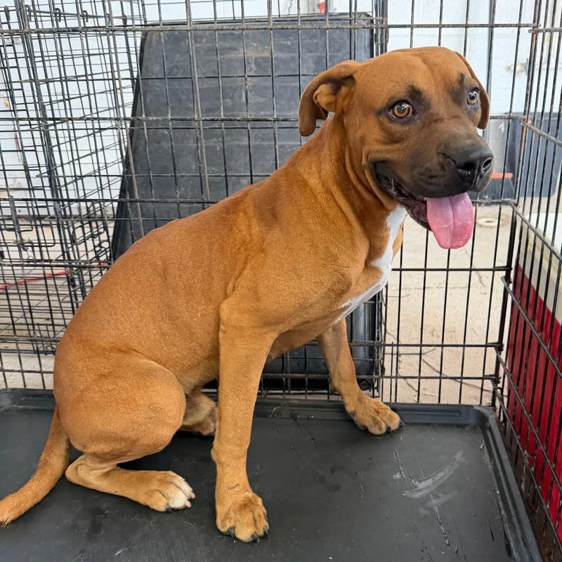An adult medium-sized male Brown / Chocolate Boxer dog named Bevo for adoption in Edinburg, TX