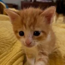 A baby small-sized male Orange / Red Domestic Short Hair cat named Christel for adoption in Chapel Hill, NC