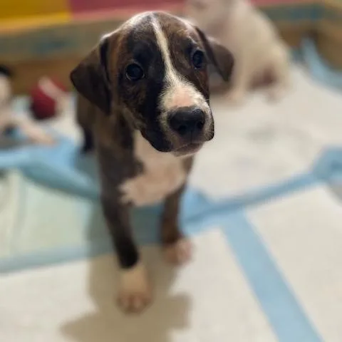 A baby medium-sized male Brindle English Shepherd dog named Romeo  Charming Brindle for adoption in Houston, TX