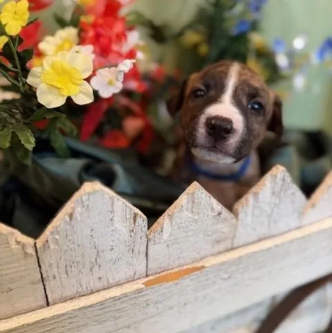 Romeo  Charming Brindle thumbnail 2