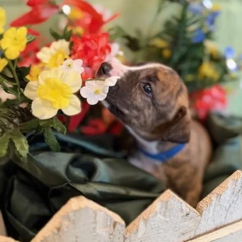 Romeo  Charming Brindle thumbnail 3