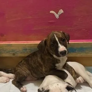 Romeo  Charming Brindle thumbnail 5
