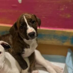 Romeo  Charming Brindle thumbnail 6