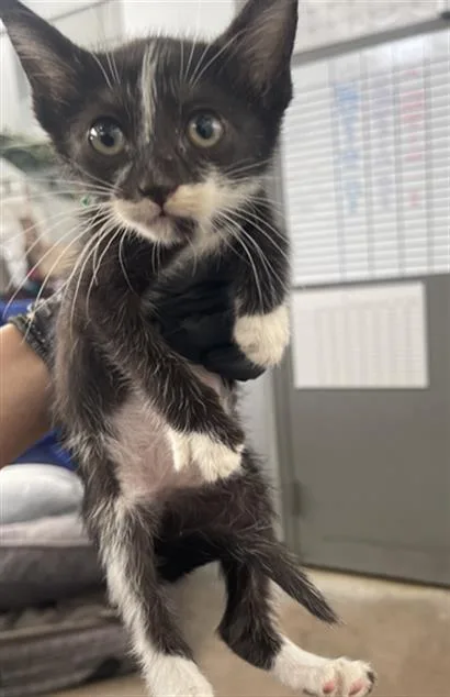 A baby medium-sized female Domestic Short Hair cat named Persy for adoption in Dallas, TX