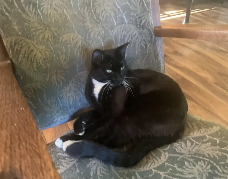 A young medium-sized female Domestic Short Hair cat named Logger for adoption in Mist, OR