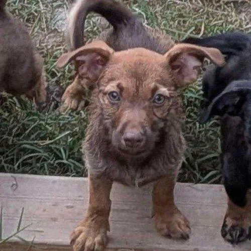 A baby small-sized female Dachshund dog named Karamella for adoption in Edmond, OK