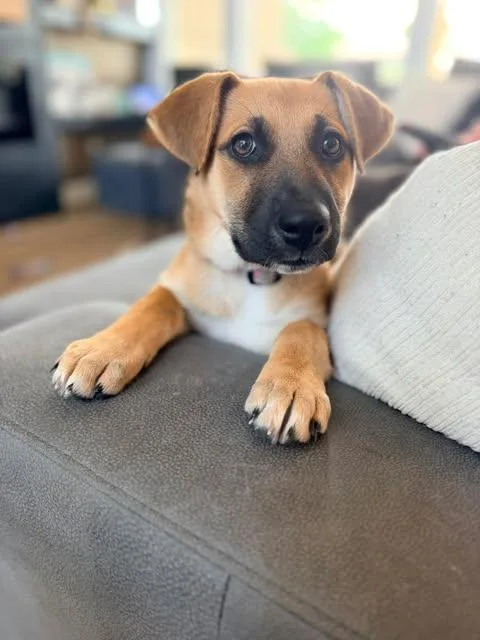 A baby medium-sized female Golden Beagle dog named Miley Rose for adoption in Vernon, CT