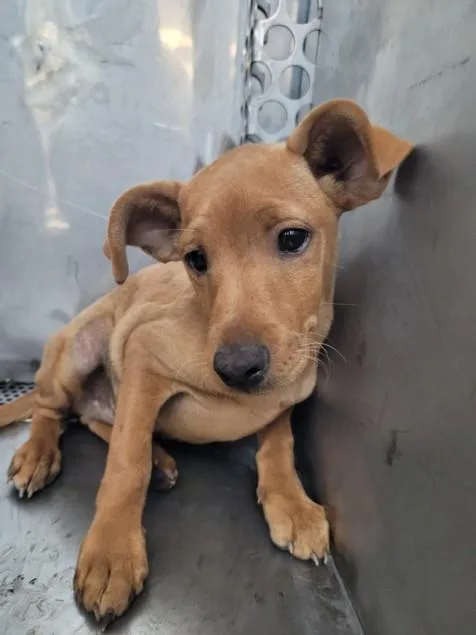 A baby small-sized female Chihuahua dog named Jelli for adoption in San Pedro, CA