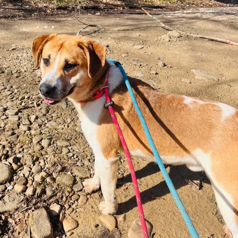 An adult medium-sized male Golden Mountain Cur dog named Chewy for adoption in Cumberland, RI