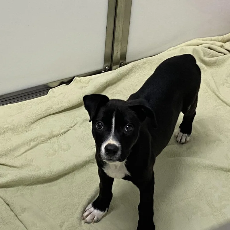 A baby medium-sized female Labrador Retriever dog named Pretzel for adoption in Franklin, NC