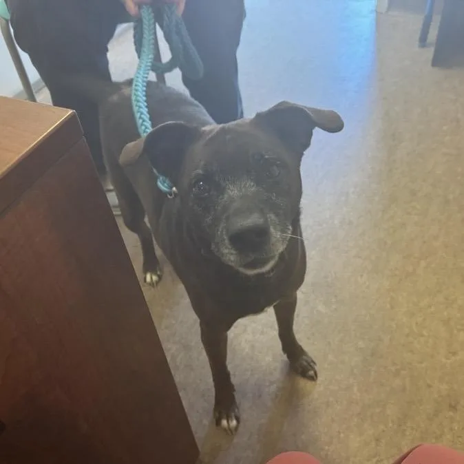 A senior medium-sized male Brown / Chocolate Mixed Breed dog named Roscoe for adoption in Saint Louis, MO
