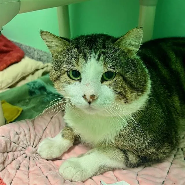 A young large-sized male Domestic Short Hair cat named Ben for adoption in Palmetto, FL