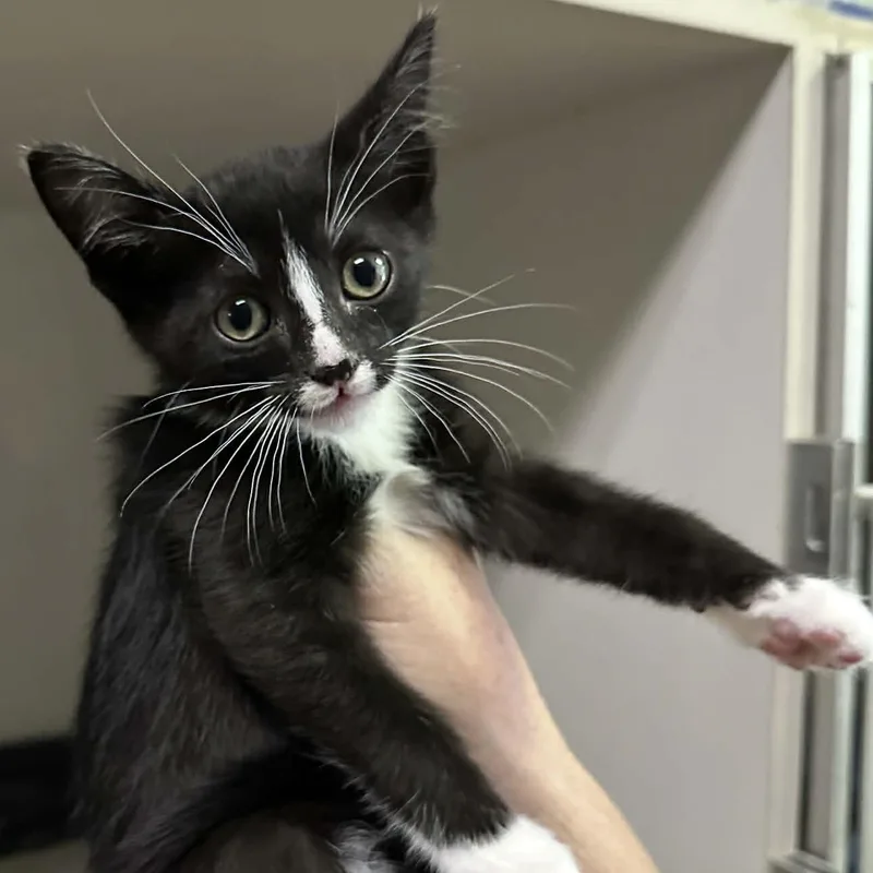 A baby small-sized female Black & White / Tuxedo Domestic Short Hair cat named Zara for adoption in Antioch, CA