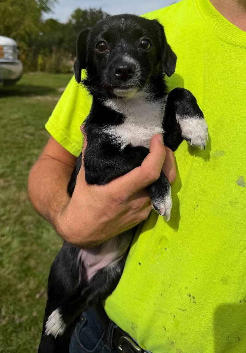 A young small-sized female Terrier dog named Elsa for adoption in Grafton, WI
