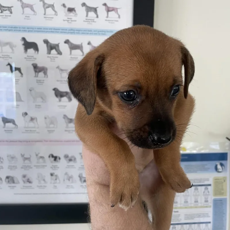 Pup