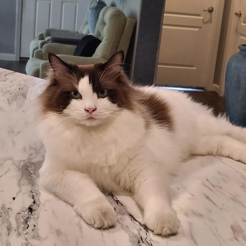 An adult large-sized male Brown / Chocolate Domestic Long Hair cat named Leo for adoption in Sarasota, FL