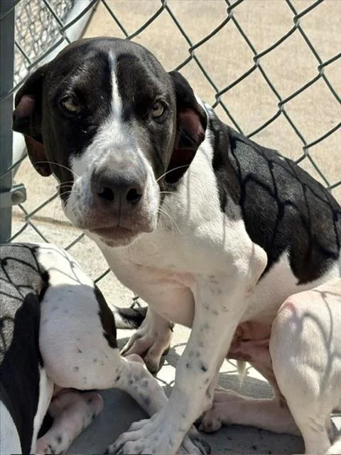 A young small-sized male Pit Bull Terrier dog named Will for adoption in Tulsa, OK