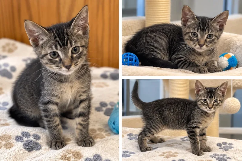 A baby medium-sized male Domestic Short Hair cat named George for adoption in Kiln, MS