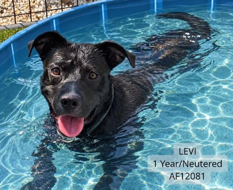 An adult medium-sized male Pit Bull Terrier dog named Levi for adoption in Supply, NC