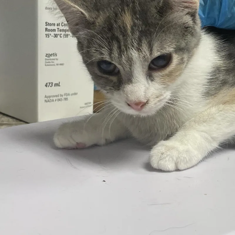 A baby small-sized female Calico Domestic Short Hair cat named Toast for adoption in Dickinson, TX