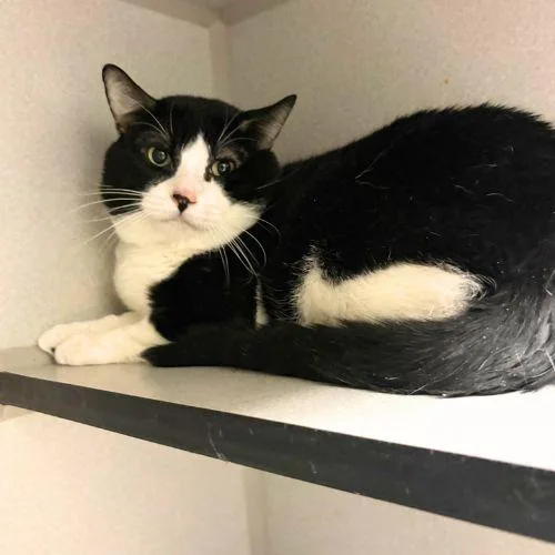A young medium-sized male Domestic Short Hair cat named Todo for adoption in Aurora, CO
