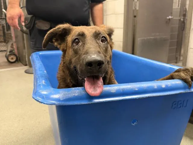 An adult large-sized female Mixed Breed dog named Candy for adoption in Dallas, TX