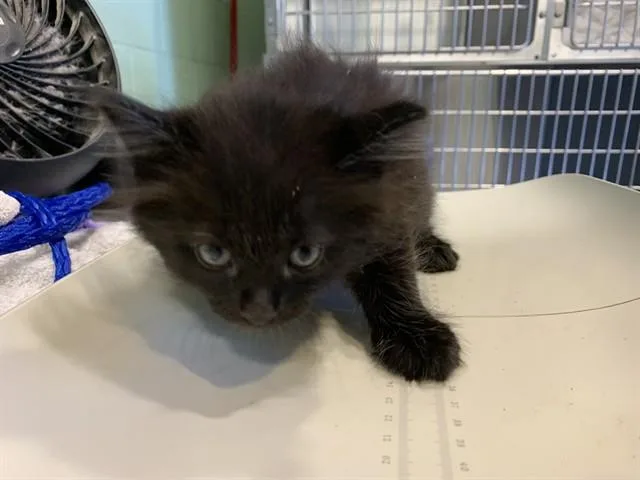A baby small-sized male Domestic Short Hair cat named Mac for adoption in Grand Prairie, TX